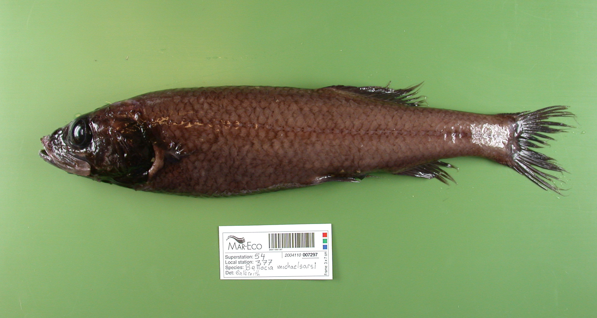 (Bathytroctes) Род БАТИТРОКТЫ 11 видов